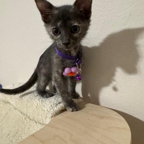 Daphne, an adoptable Dilute Calico in Maitland, FL image 5/5