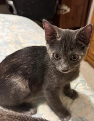 Daphne, an adoptable Dilute Calico in Maitland, FL image 3/5