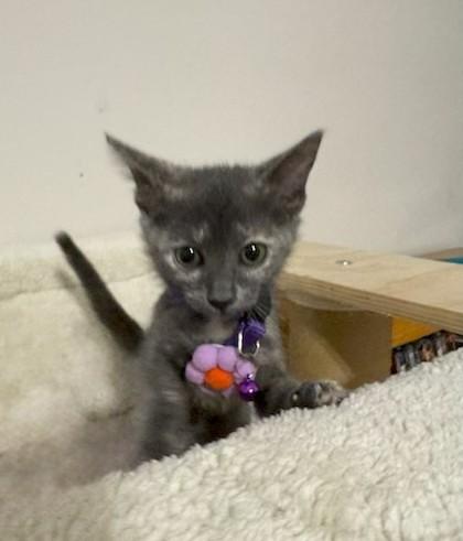 Daphne, an adoptable Dilute Calico in Maitland, FL image 4/5