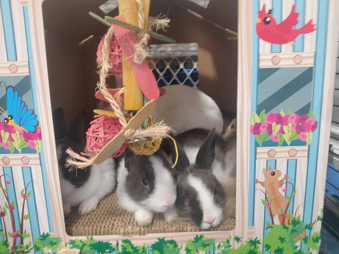 Miss Eats-a-Lot, Adoptable, Young Female Dutch.