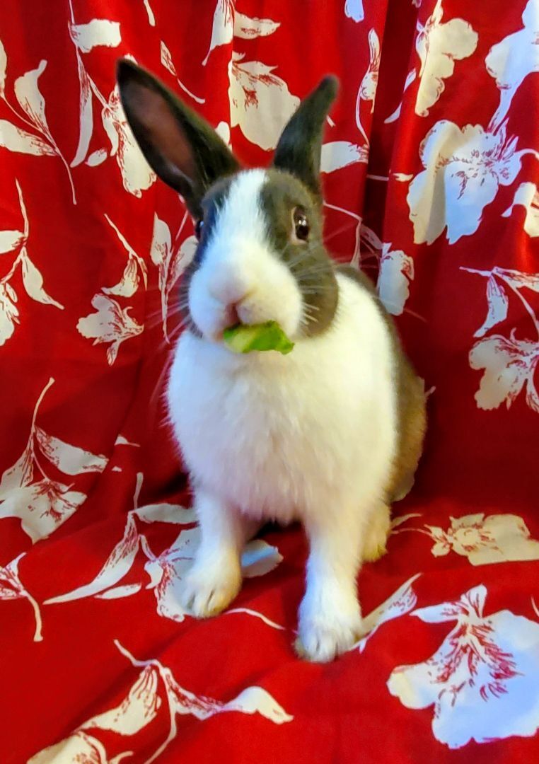 Enlarge Miss Eats-a-Lot, a Adoptable Dutch in Los Angeles, CA image 3/6