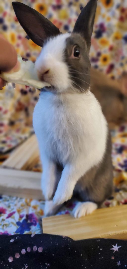 Enlarge Miss Eats-a-Lot, a Adoptable Dutch in Los Angeles, CA image 4/6