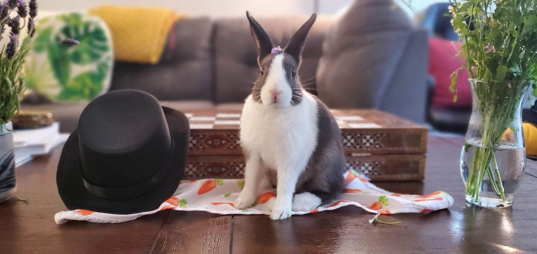 Enlarge Miss Eats-a-Lot, a Adoptable Dutch in Los Angeles, CA image 5/6