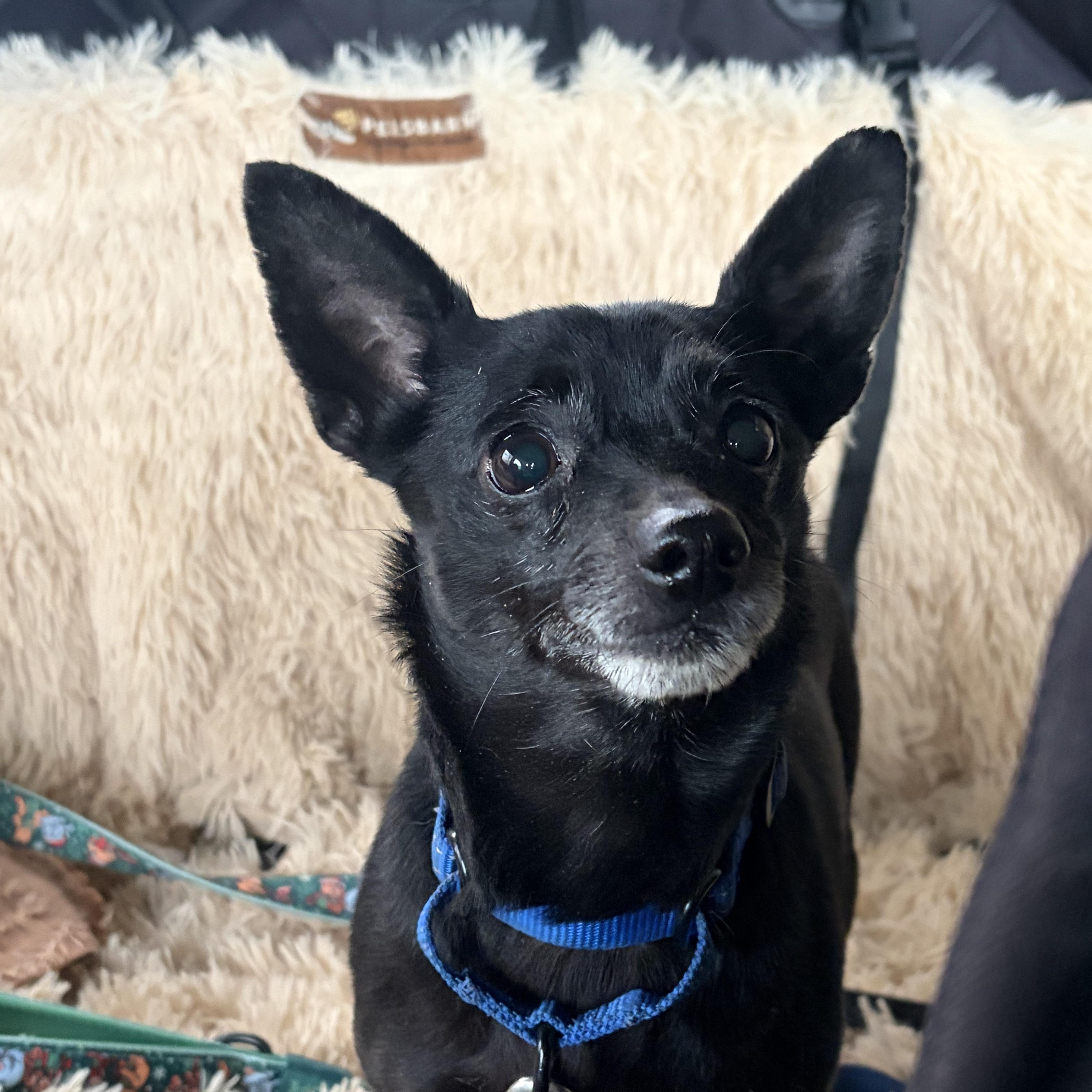 Enlarge Onyx , a ADOPTABLE Chiweenie in Warrenton, VA image 1/4