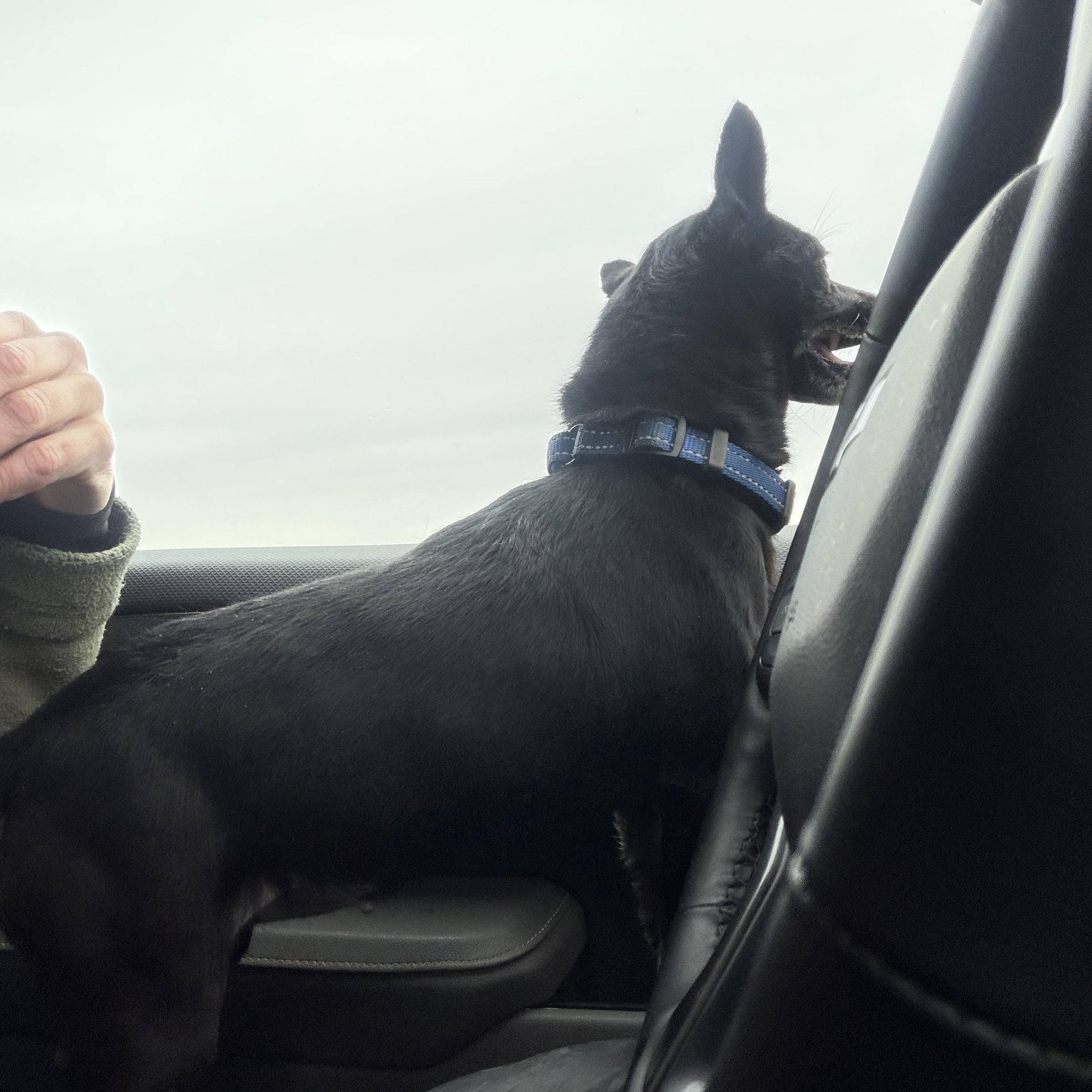 Enlarge Onyx , a ADOPTABLE Chiweenie in Warrenton, VA image 4/4