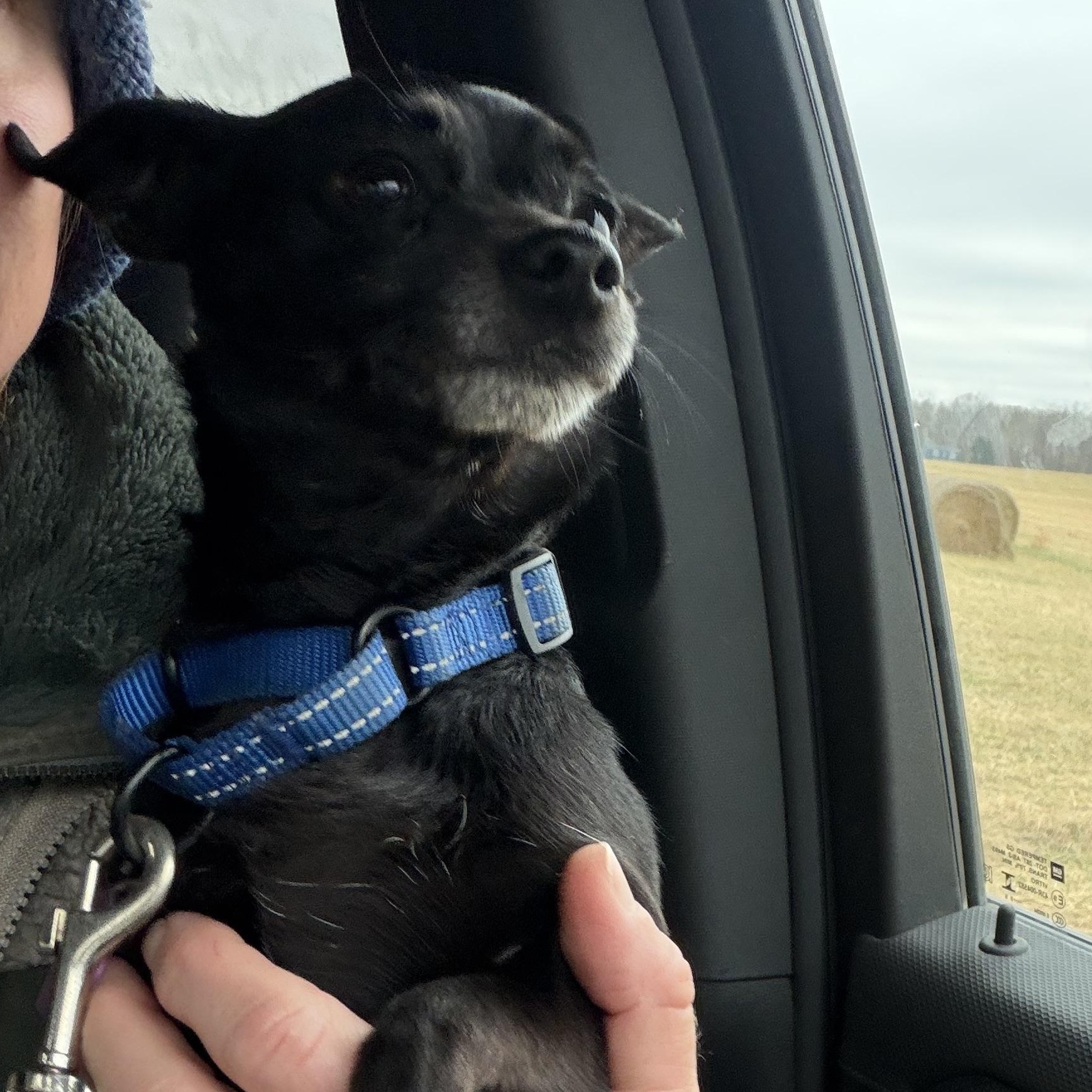 Enlarge Onyx , a ADOPTABLE Chiweenie in Warrenton, VA image 3/4