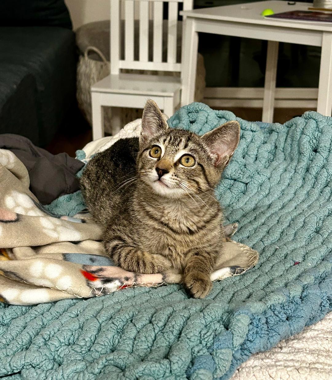 Enlarge Shirley, a ADOPTABLE Domestic Short Hair in Oceanside, CA image 2/6