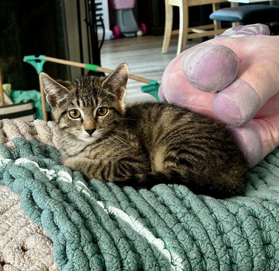 Enlarge Shirley, a ADOPTABLE Domestic Short Hair in Oceanside, CA image 4/6