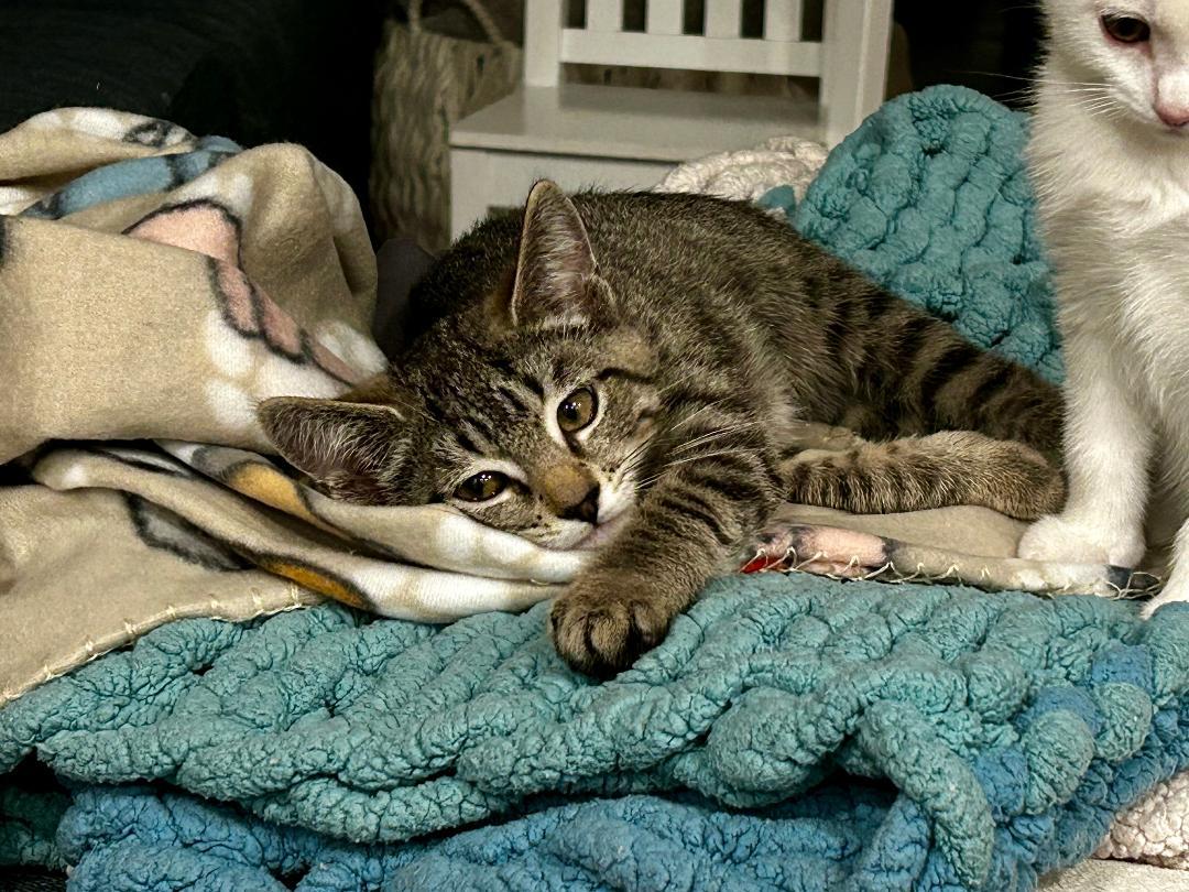 Enlarge Shirley, a ADOPTABLE Domestic Short Hair in Oceanside, CA image 6/6