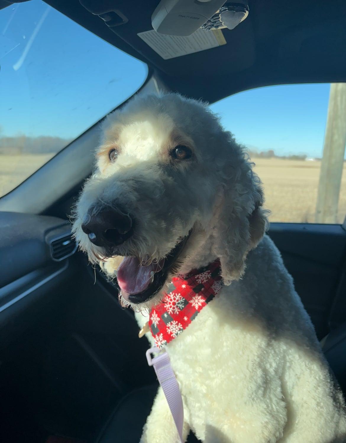 Enlarge Goldie!!, an adopted mixed breed in Celina, OH image 3/5