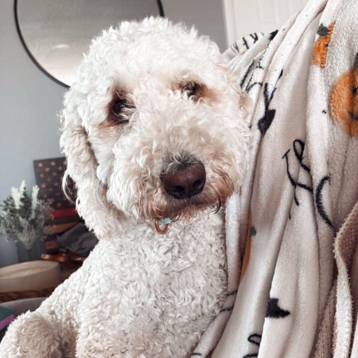 Goldie!!, adopted, Young Female Bernedoodle.