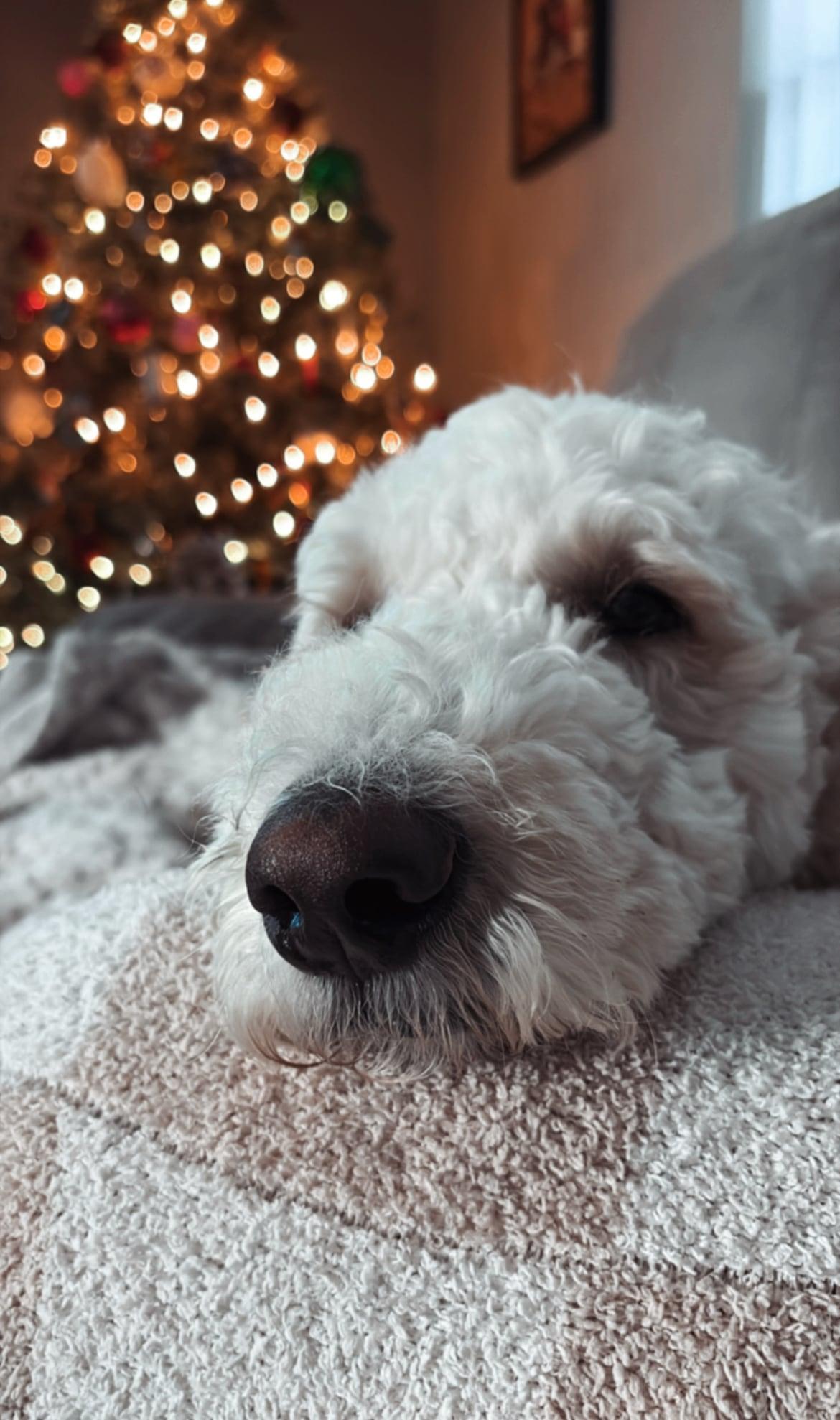 Enlarge Goldie!!, an adopted mixed breed in Celina, OH image 4/5