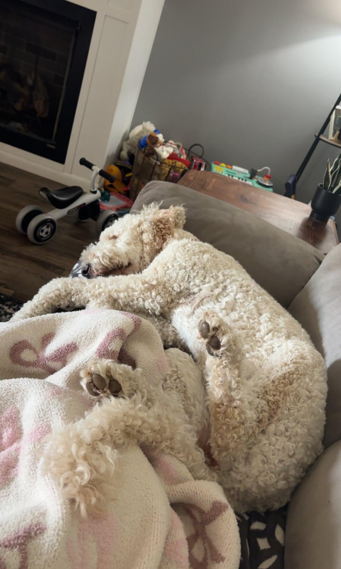 Enlarge Goldie!!, an adopted mixed breed in Celina, OH image 2/5