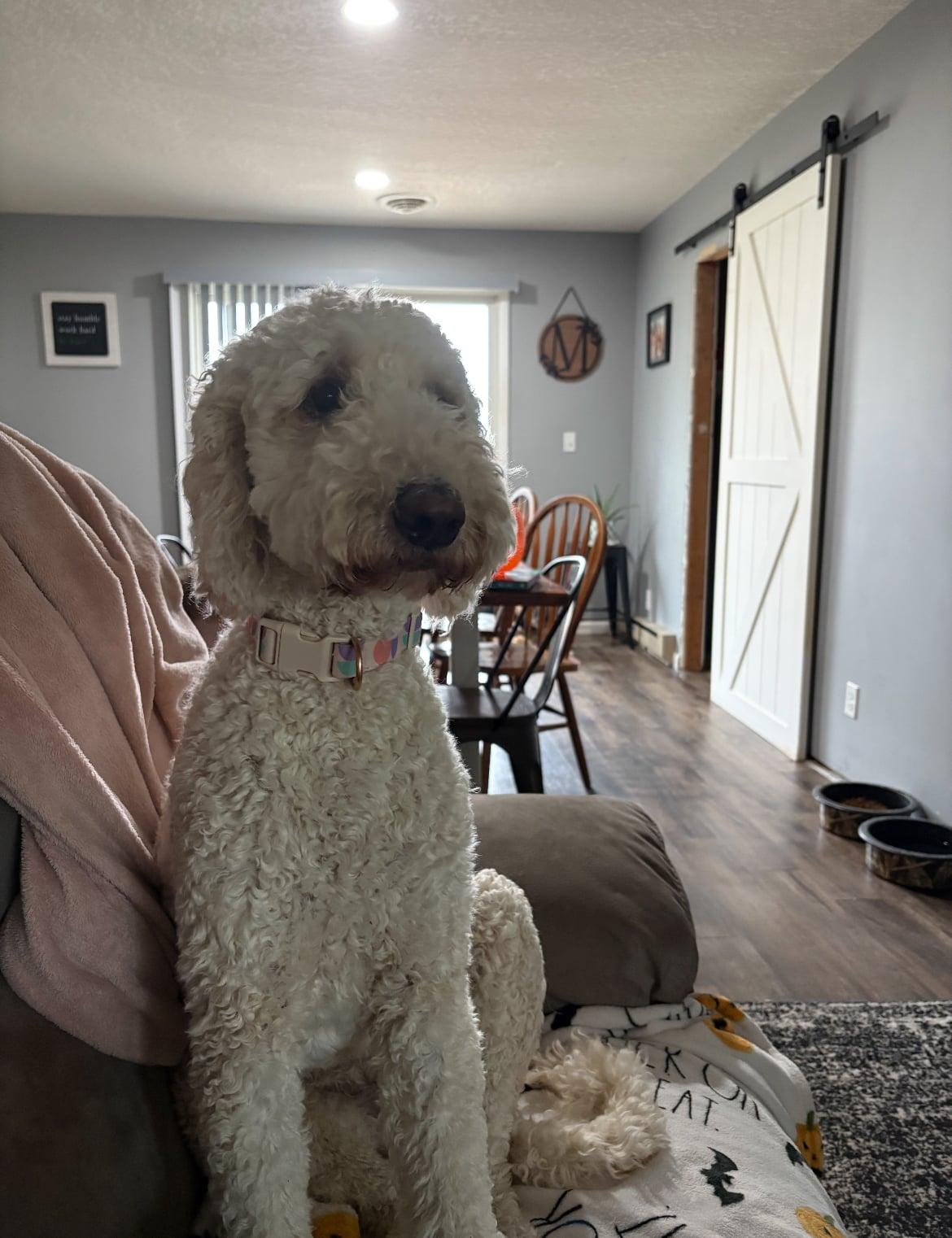 Enlarge Goldie!!, an adopted mixed breed in Celina, OH image 5/5