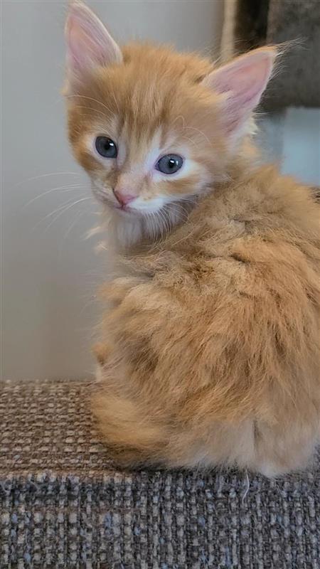 Jojo, a Adoptable mixed breed in Fayetteville, AR image 1/4