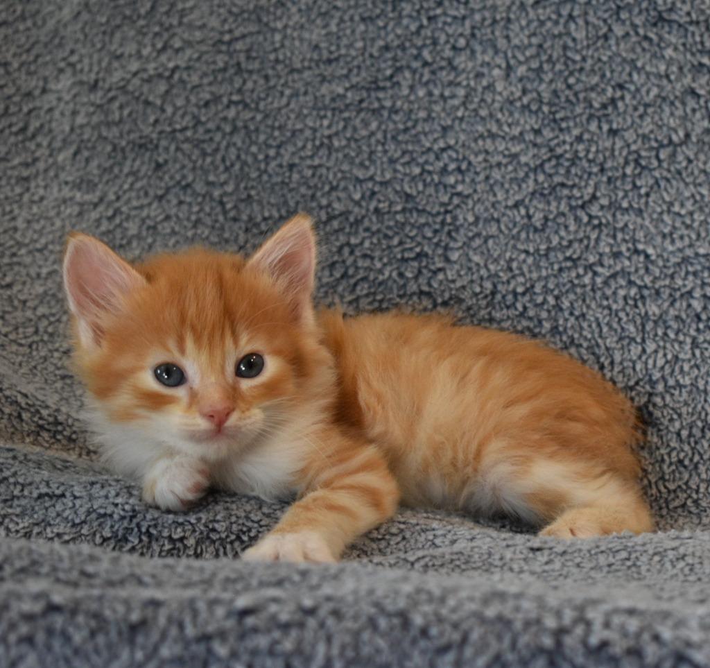 Jojo, a Adoptable mixed breed in Fayetteville, AR image 2/4