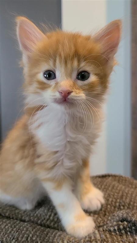 Jojo, a Adoptable mixed breed in Fayetteville, AR image 4/4
