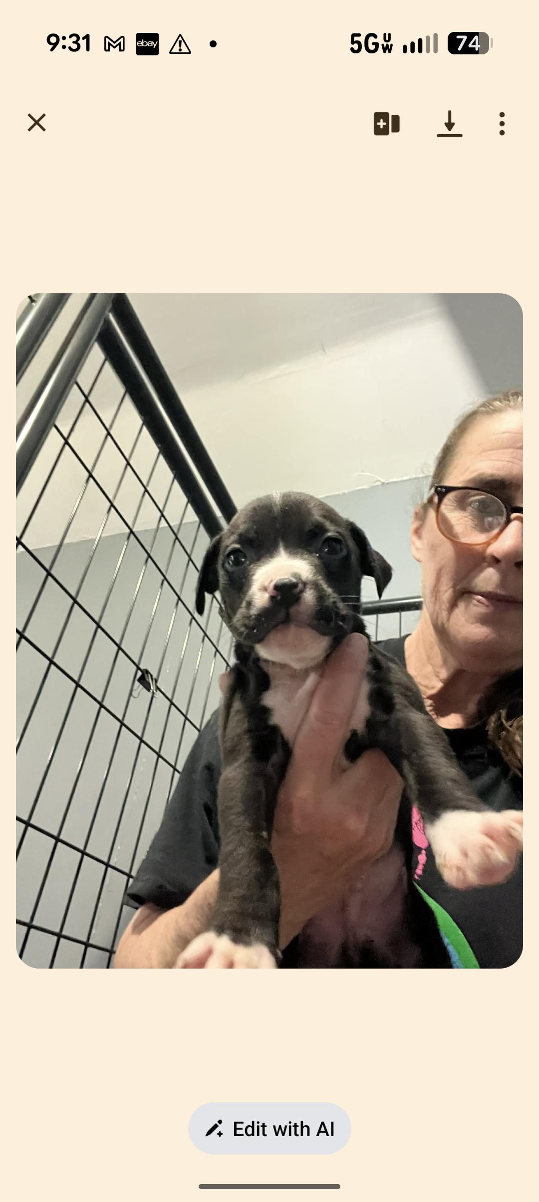 OREO , ADOPTABLE, Puppy Male Pit Bull Terrier.