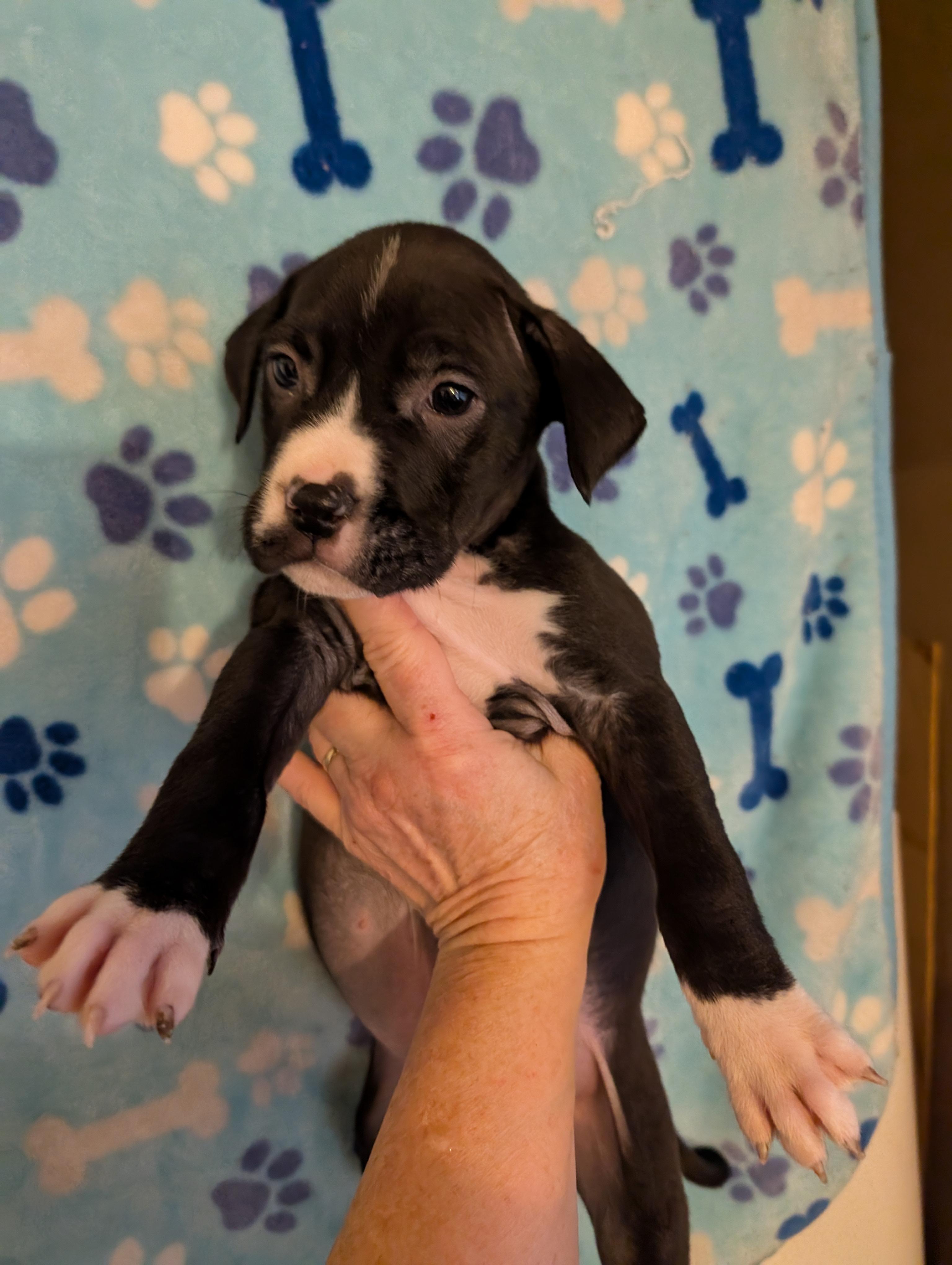 OREO , ADOPTABLE, Puppy Male Pit Bull Terrier.