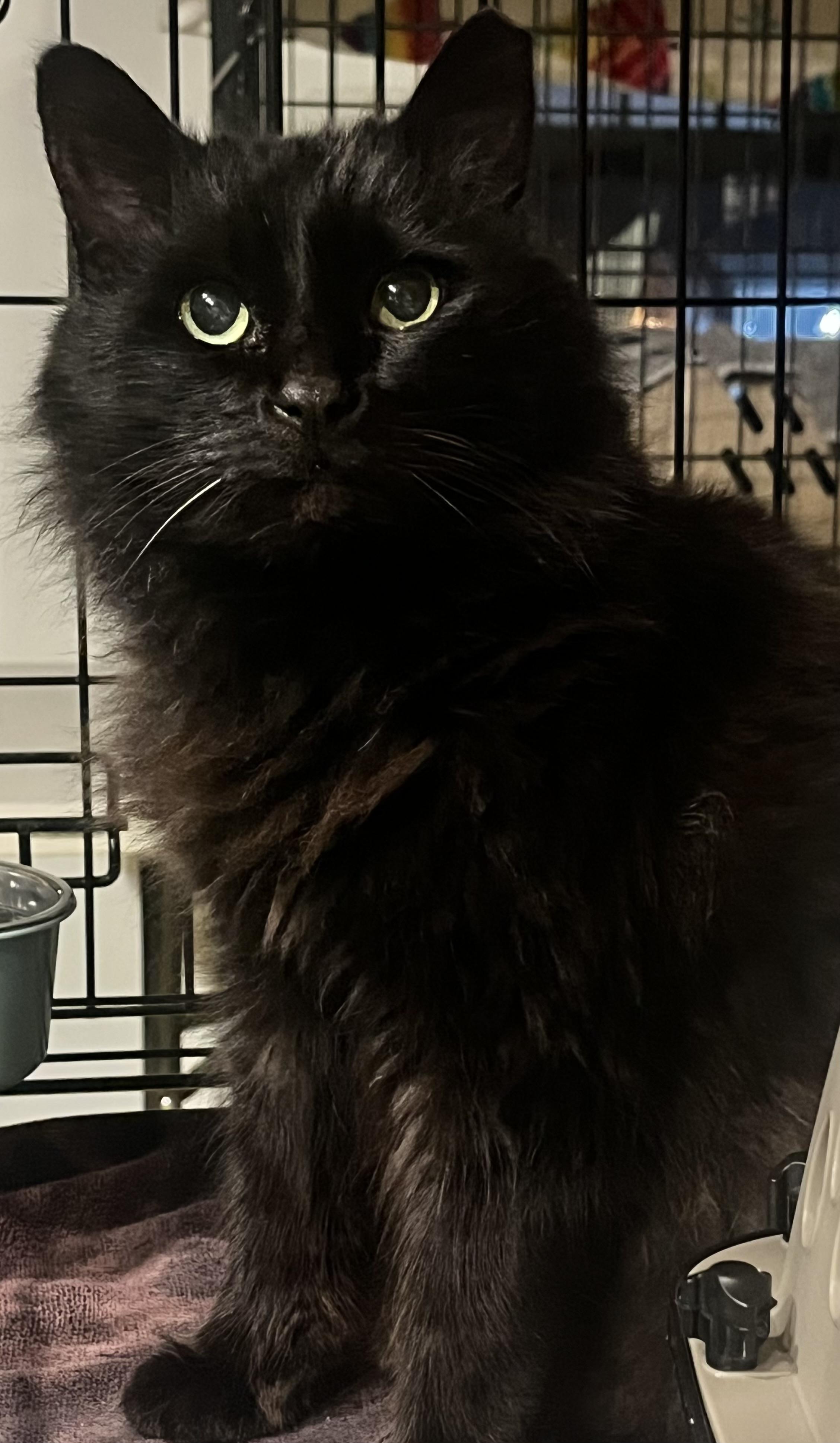 Enlarge Adele, a ADOPTABLE Domestic Long Hair in Rochester, NY image 1/3