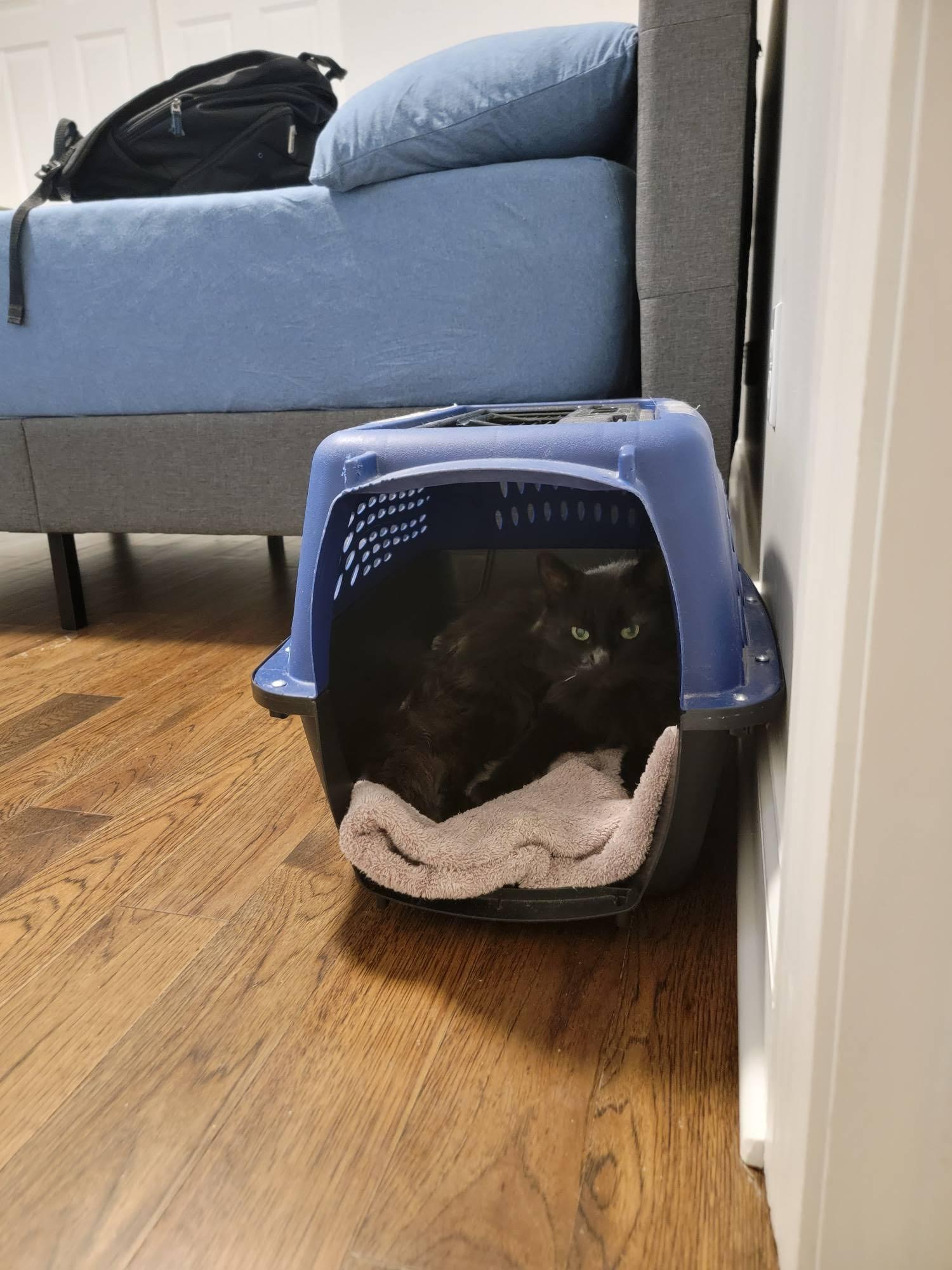 Enlarge Adele, a ADOPTABLE Domestic Long Hair in Rochester, NY image 3/3