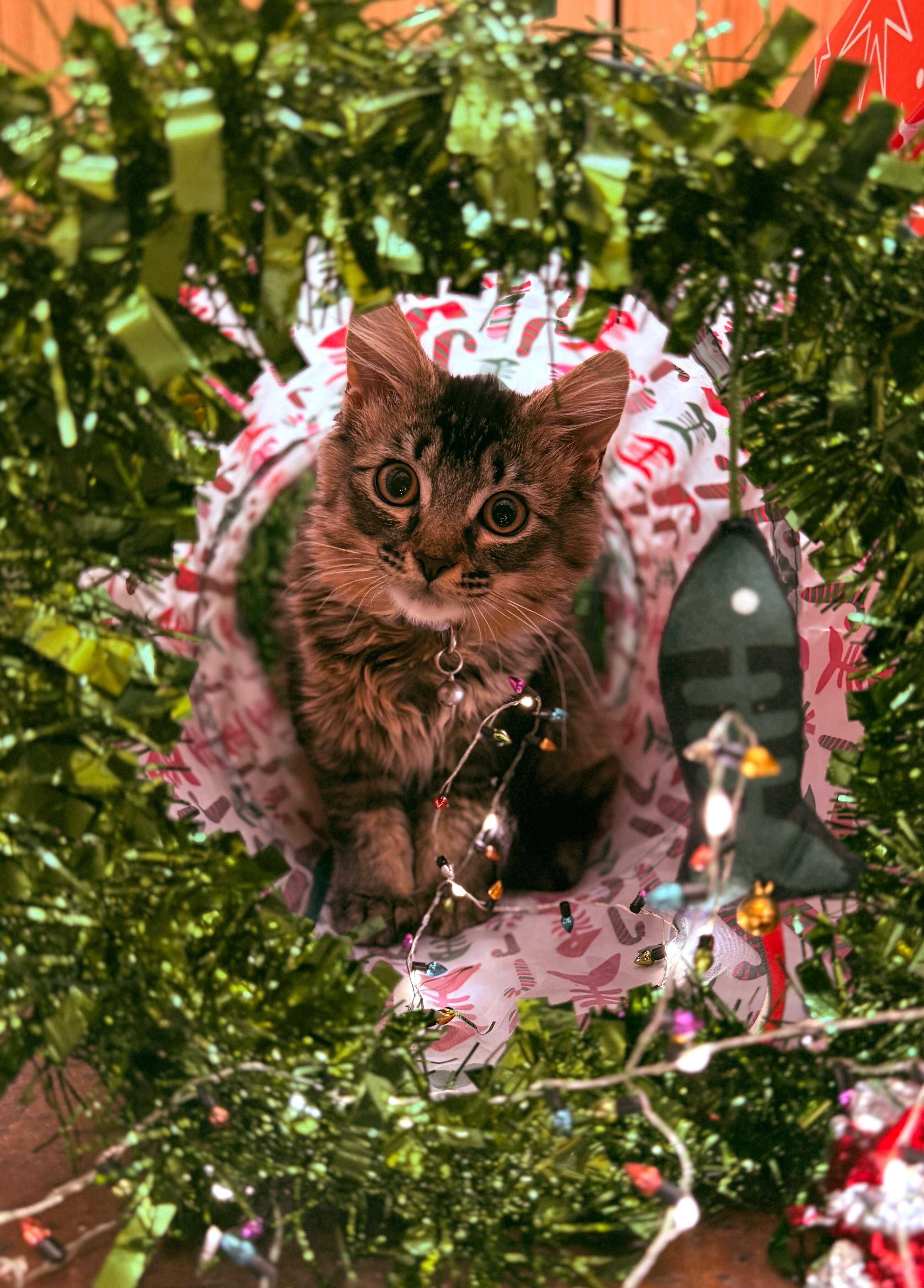 Terk, Adoptable, Kitten Female Domestic Medium Hair.