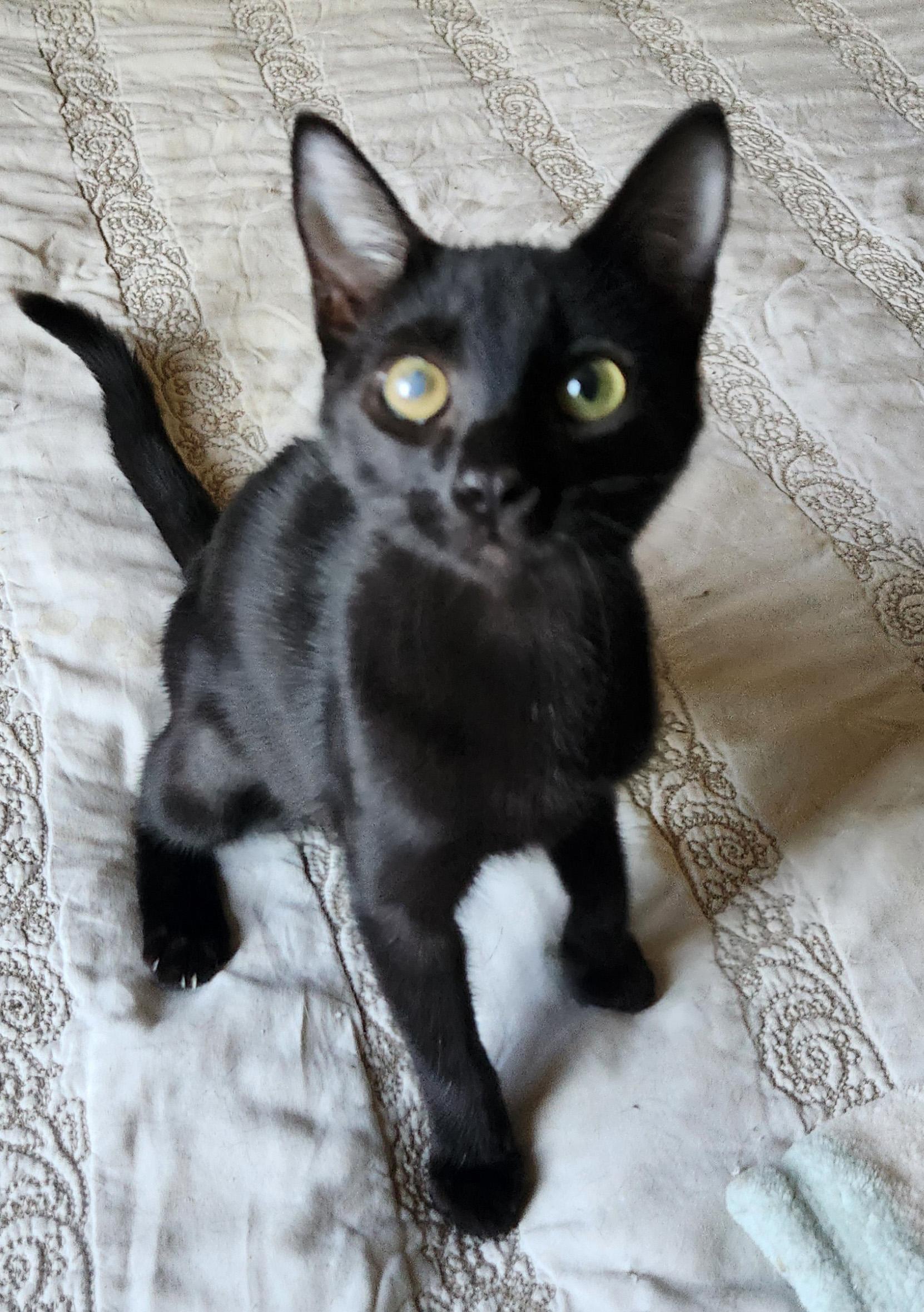 Enlarge Lucky, a Adoptable Domestic Short Hair in Fresno, CA image 4/6