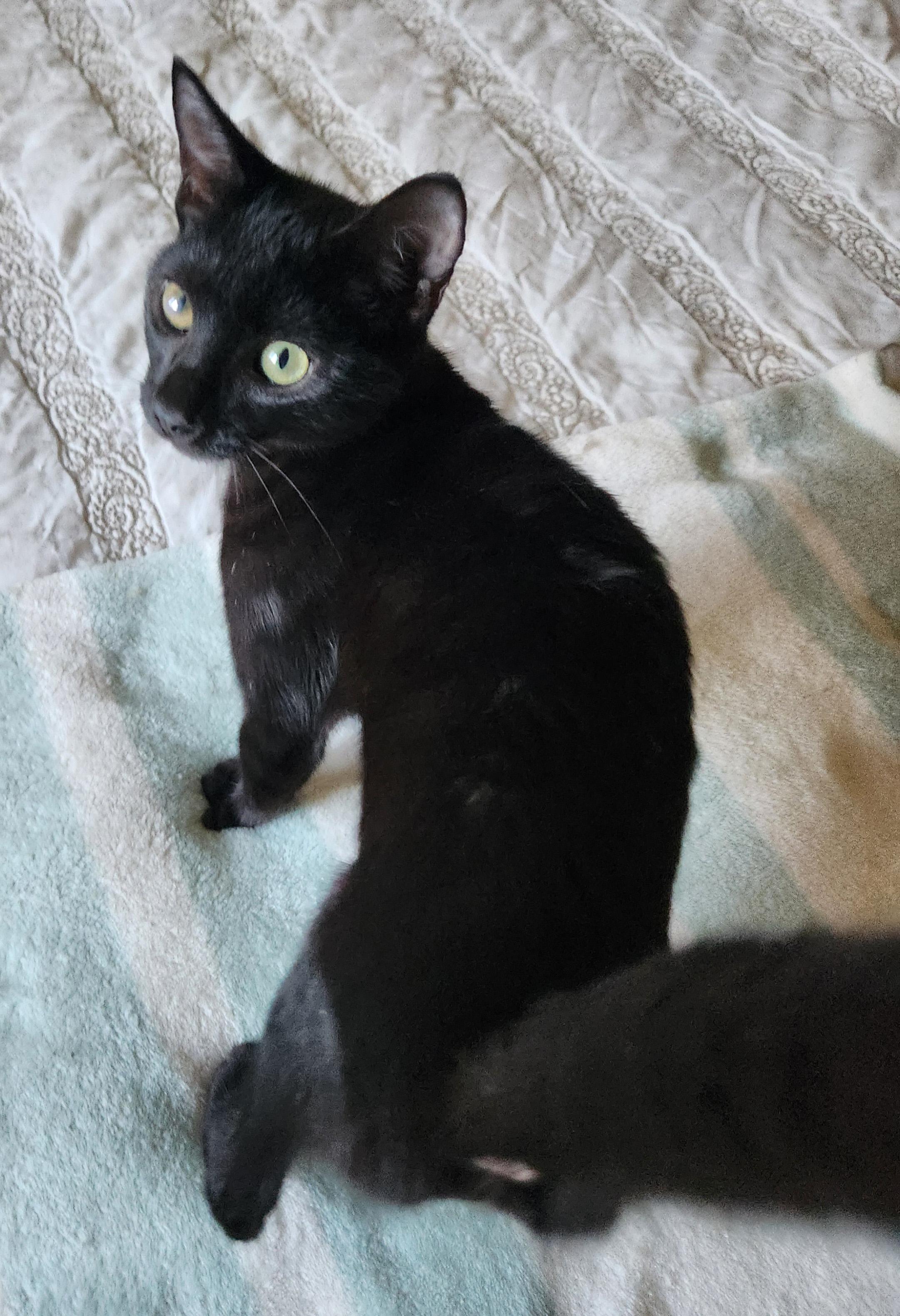 Enlarge Lucky, a Adoptable Domestic Short Hair in Fresno, CA image 6/6