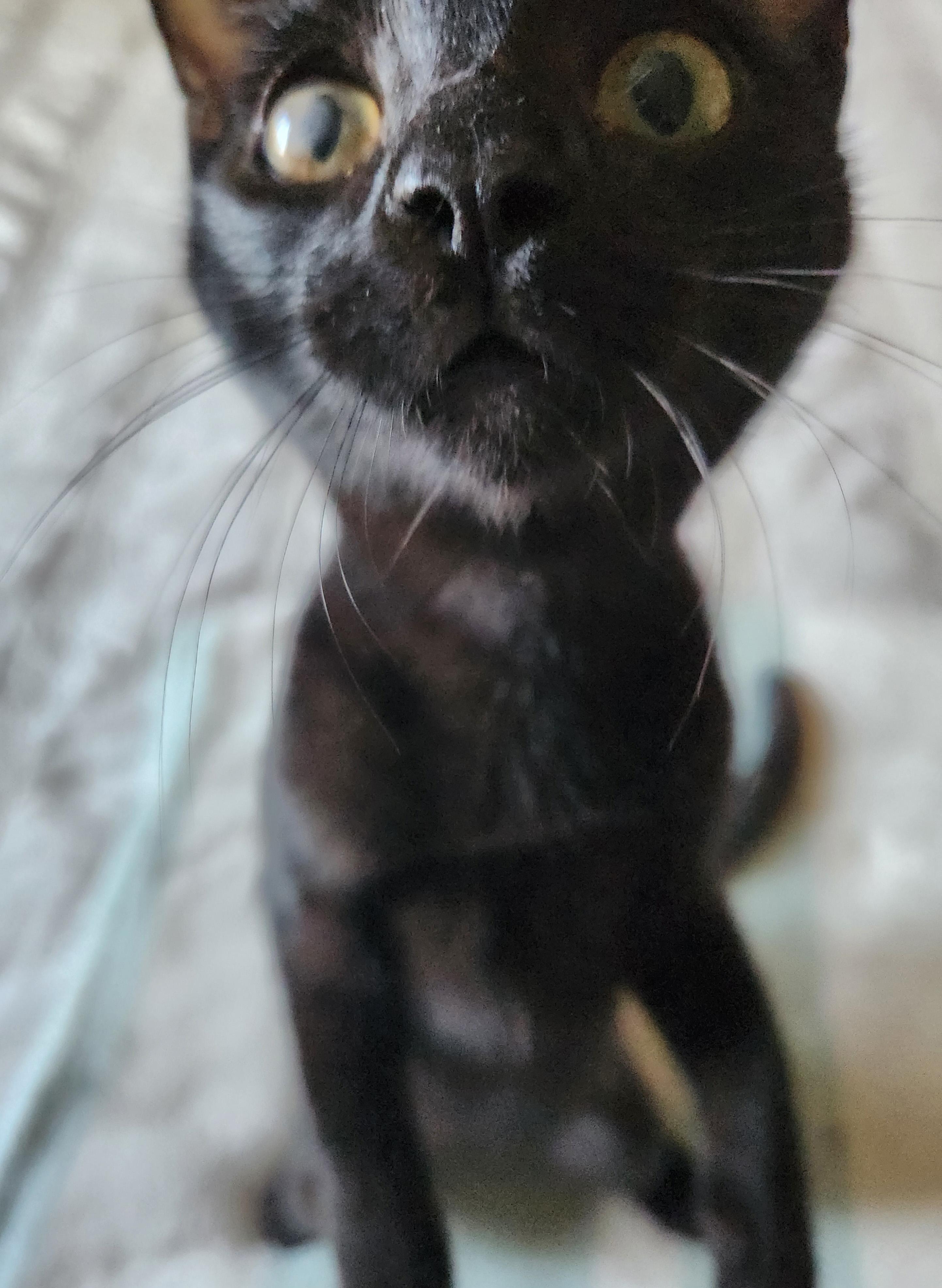 Enlarge Lucky, a Adoptable Domestic Short Hair in Fresno, CA image 2/6