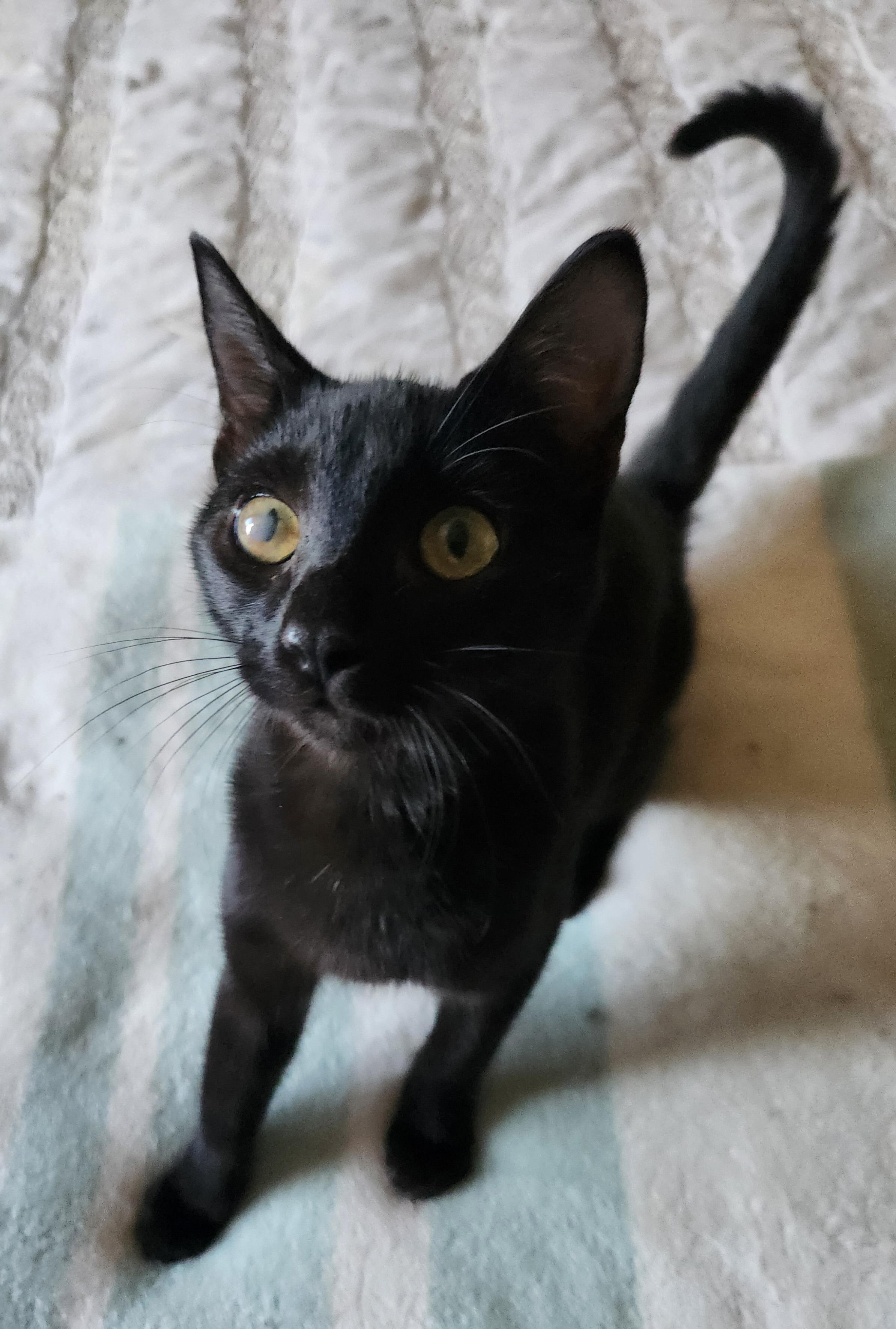 Enlarge Lucky, a Adoptable Domestic Short Hair in Fresno, CA image 3/6