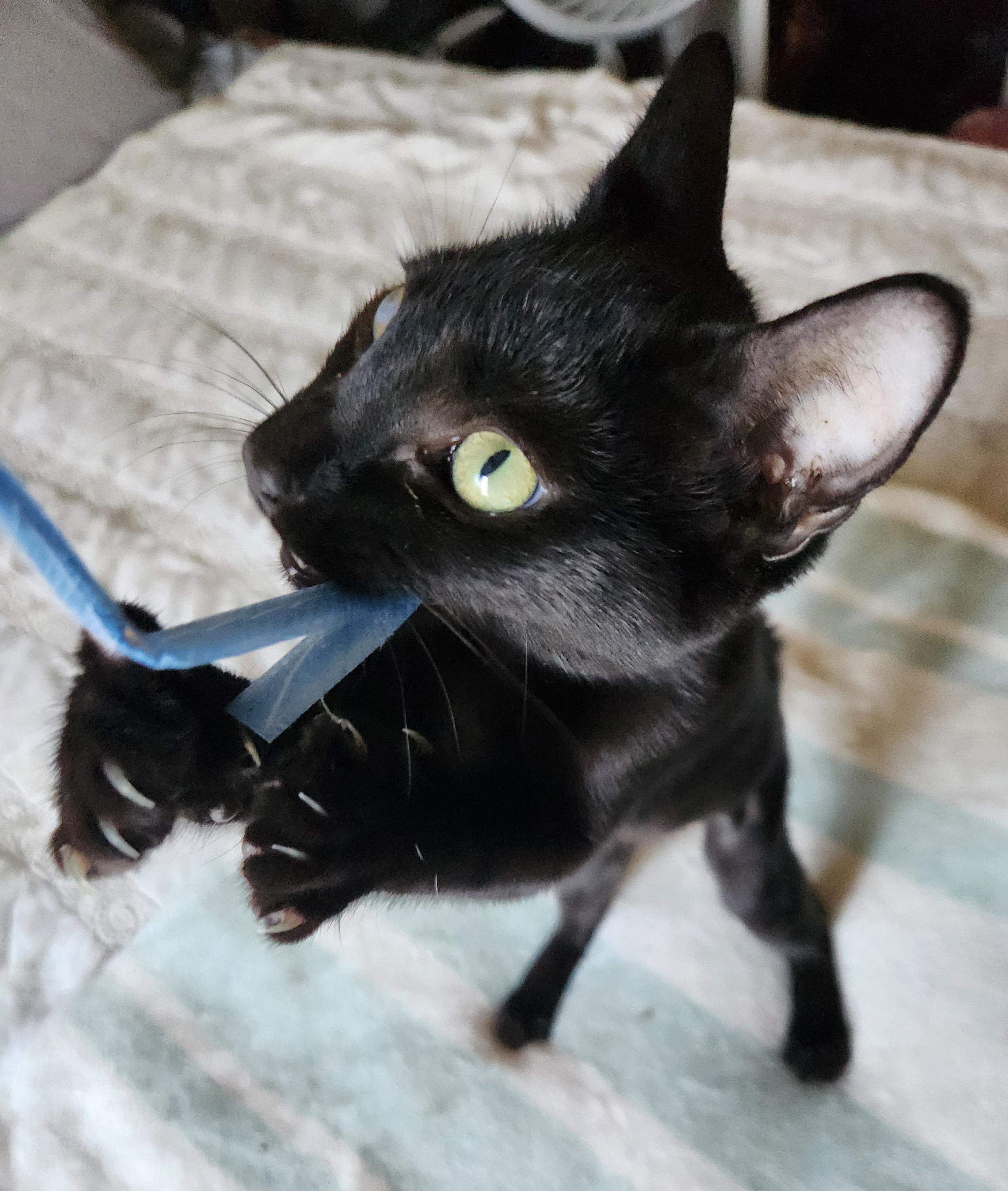 Enlarge Lucky, a Adoptable Domestic Short Hair in Fresno, CA image 5/6