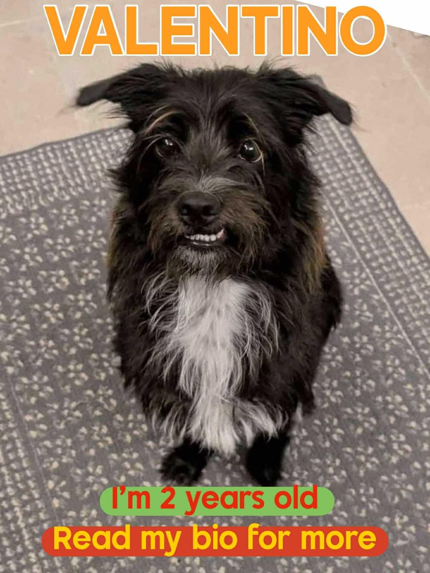 Enlarge Valentino, a Adoptable mixed breed in Miami, FL image 2/5