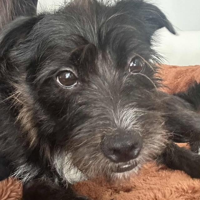 Enlarge Valentino, a Adoptable mixed breed in Miami, FL image 1/5