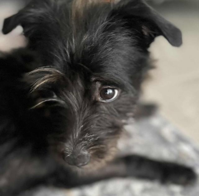 Meet Valentino  The Energetic Loyal Schnauzer Mix Located in Broward County FL Name Valentino B