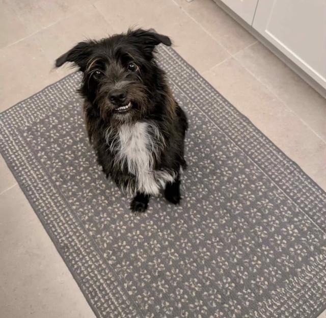Valentino, an adoptable Schnauzer in Miami, FL, 33155 | Photo Image 4