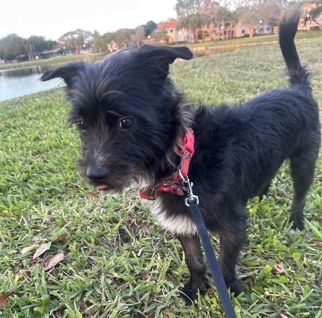 Valentino, an adoptable Schnauzer in Miami, FL, 33155 | Photo Image 5