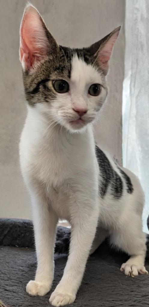 Willow-$75 October Special!, Adopted, Young Female Domestic Short Hair.