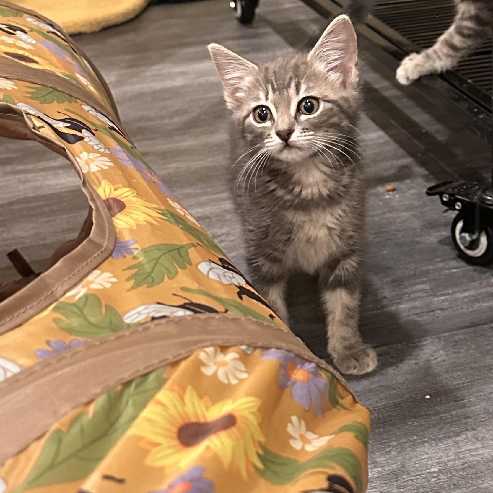 Dr. Cassie McKay, adoptable, Kitten Female Domestic Short Hair & Russian Blue.