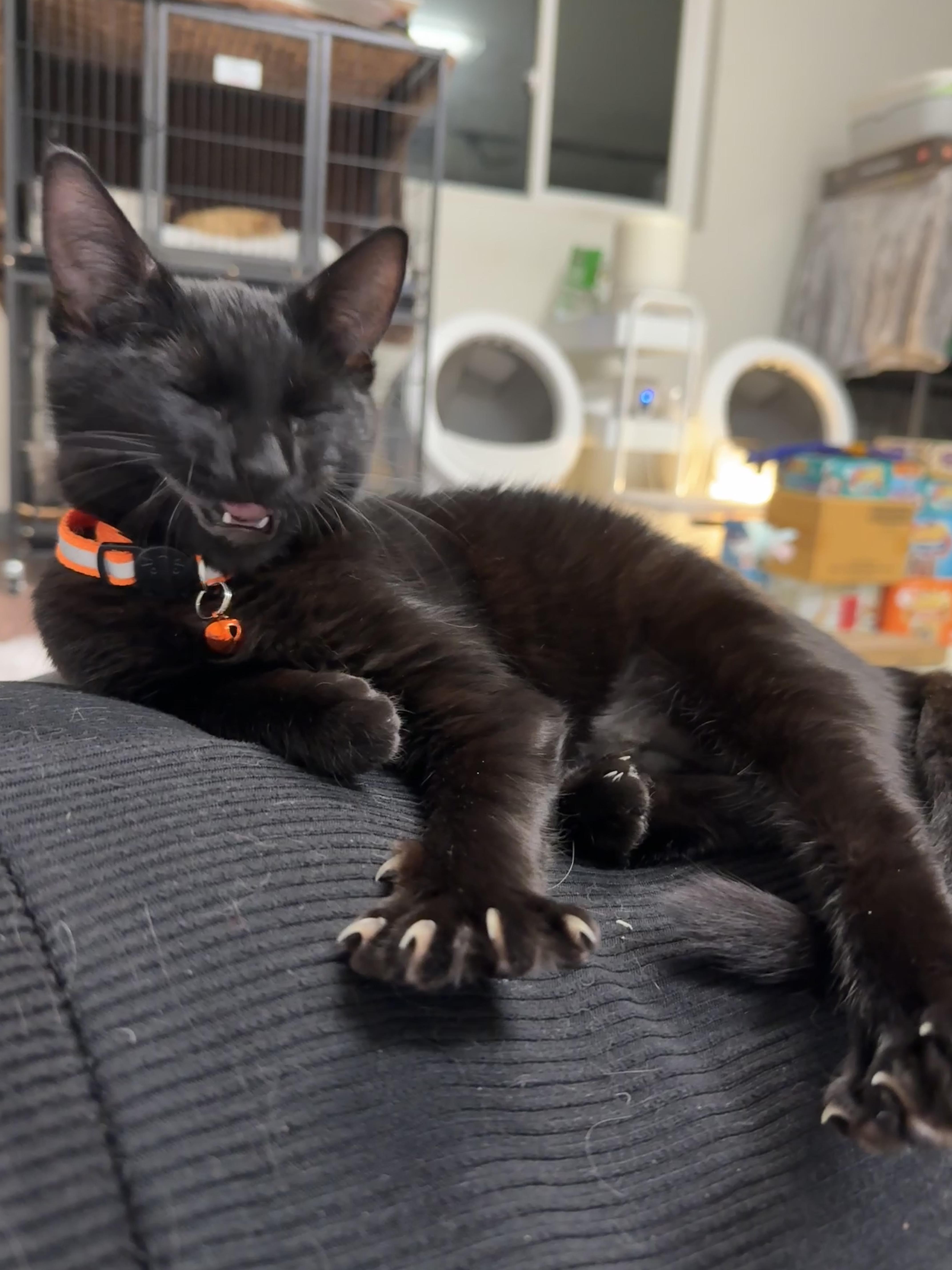 Chia, ADOPTABLE, Young Female Domestic Medium Hair.