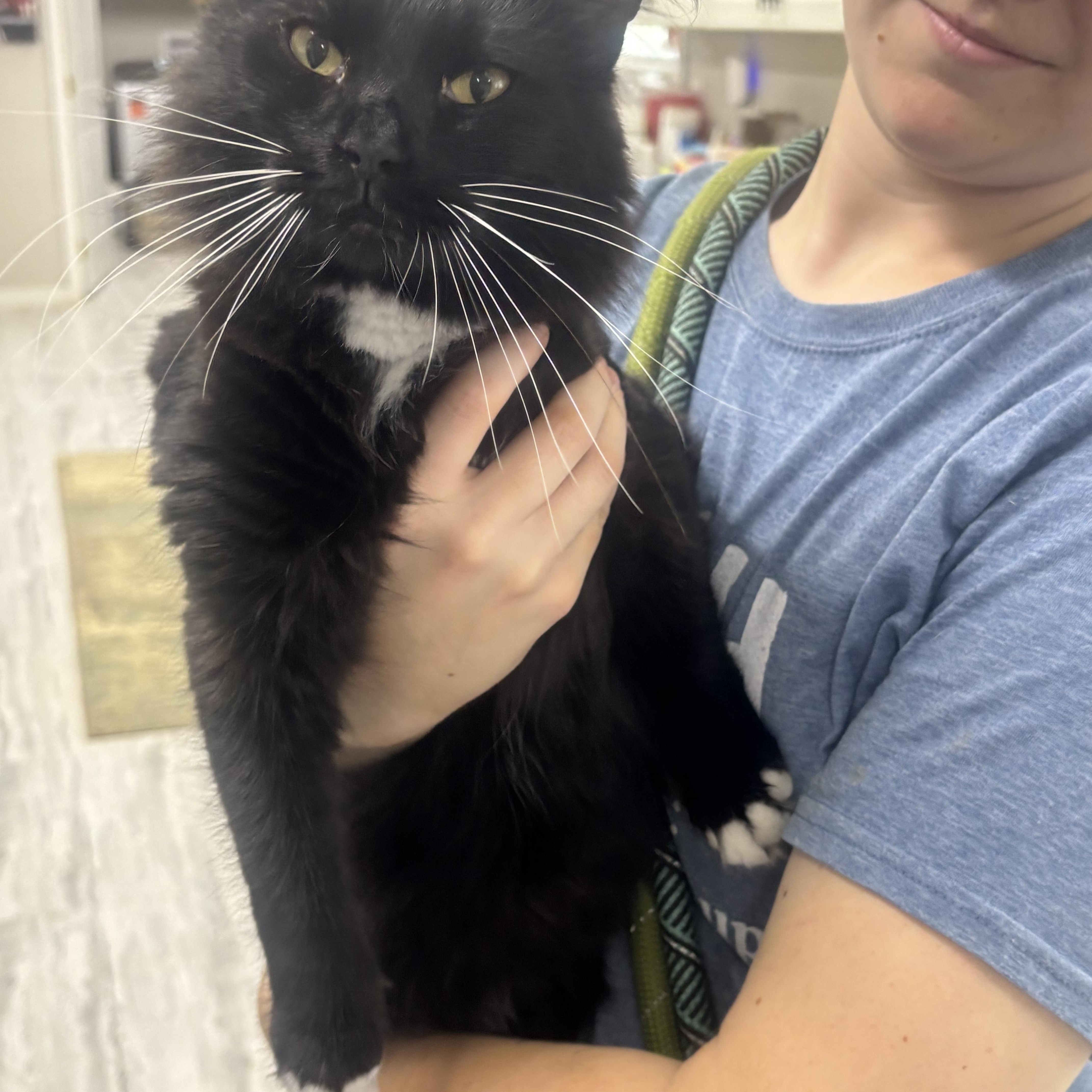 Griff, Adoptable, Adult Male Domestic Long Hair.