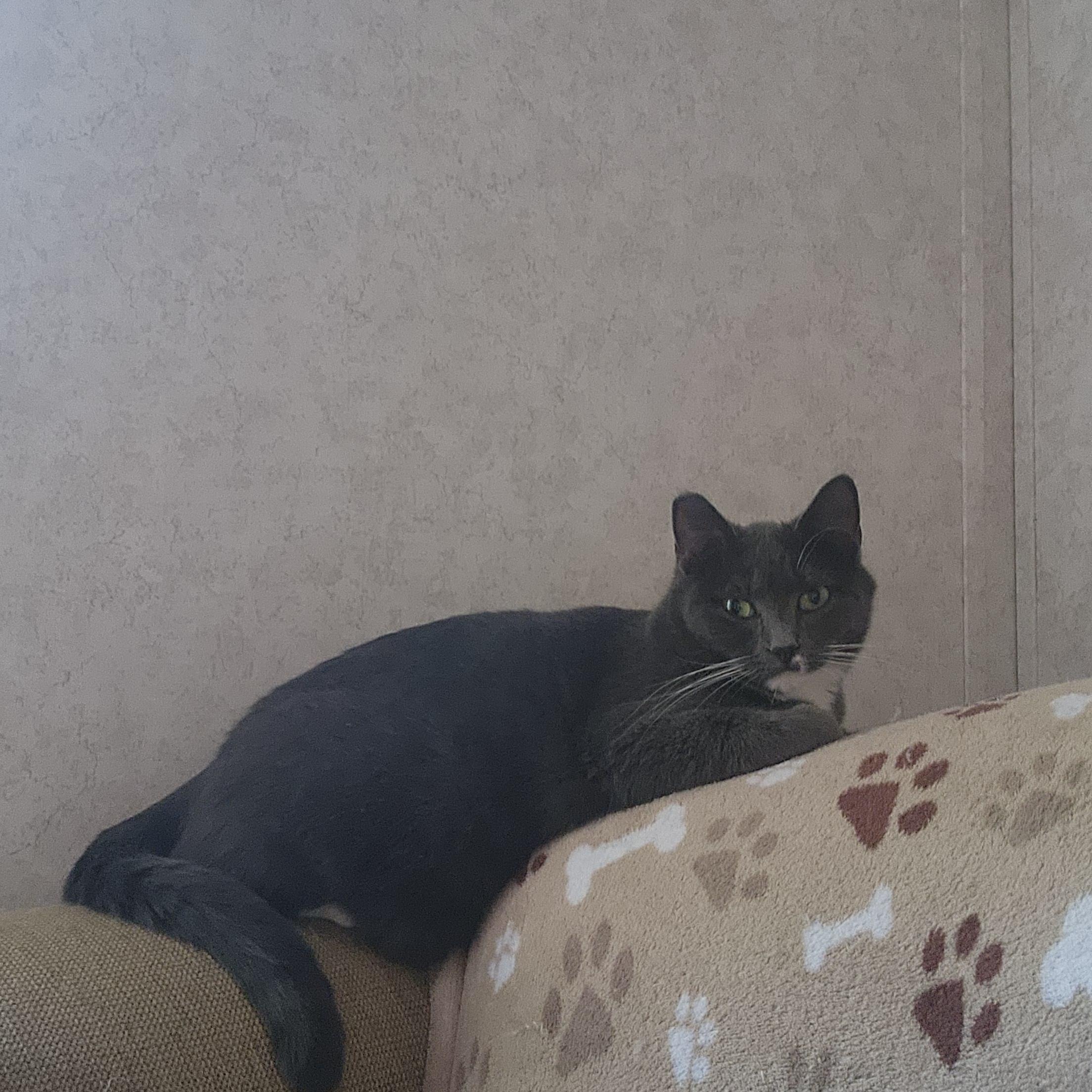 Enlarge Sissy, a Adoptable Domestic Short Hair in Hickory, NC image 4/6