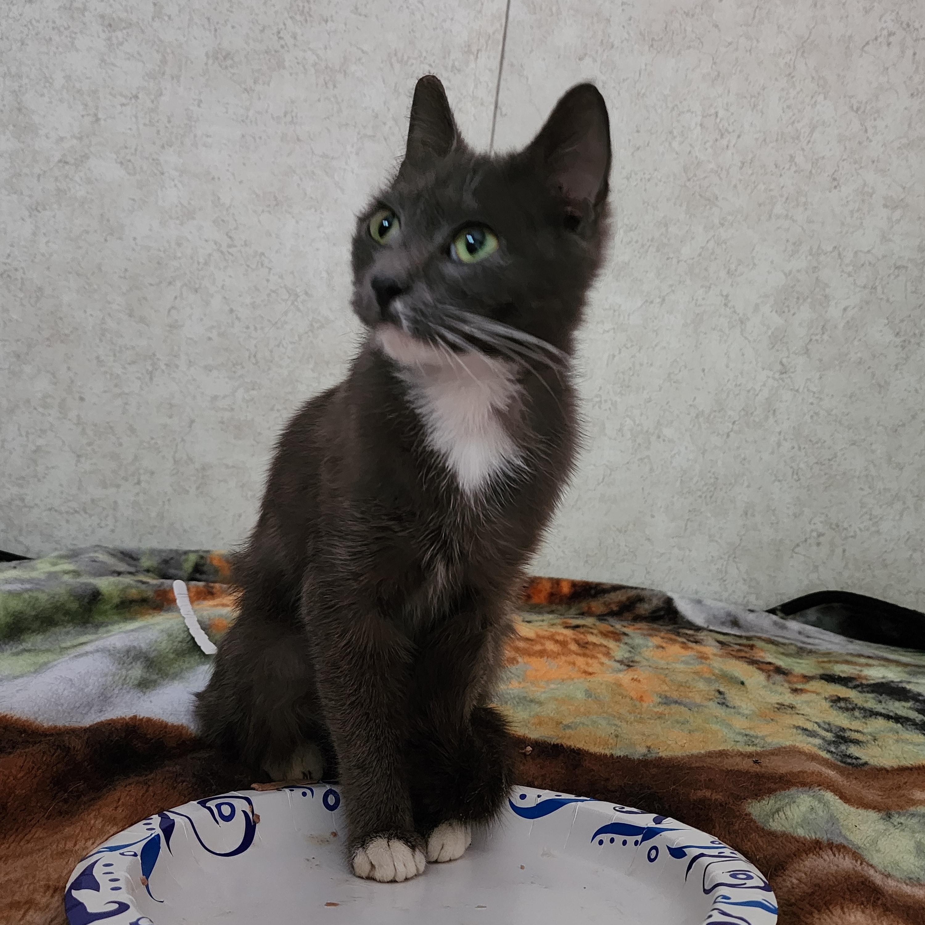 Sissy, a Adoptable Domestic Short Hair in Hickory, NC image 4/4