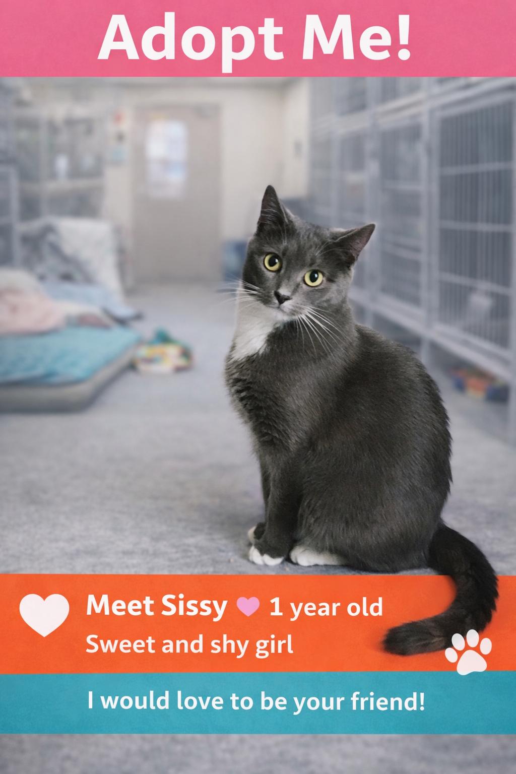 Sissy, Adoptable, Adult Female Domestic Short Hair.