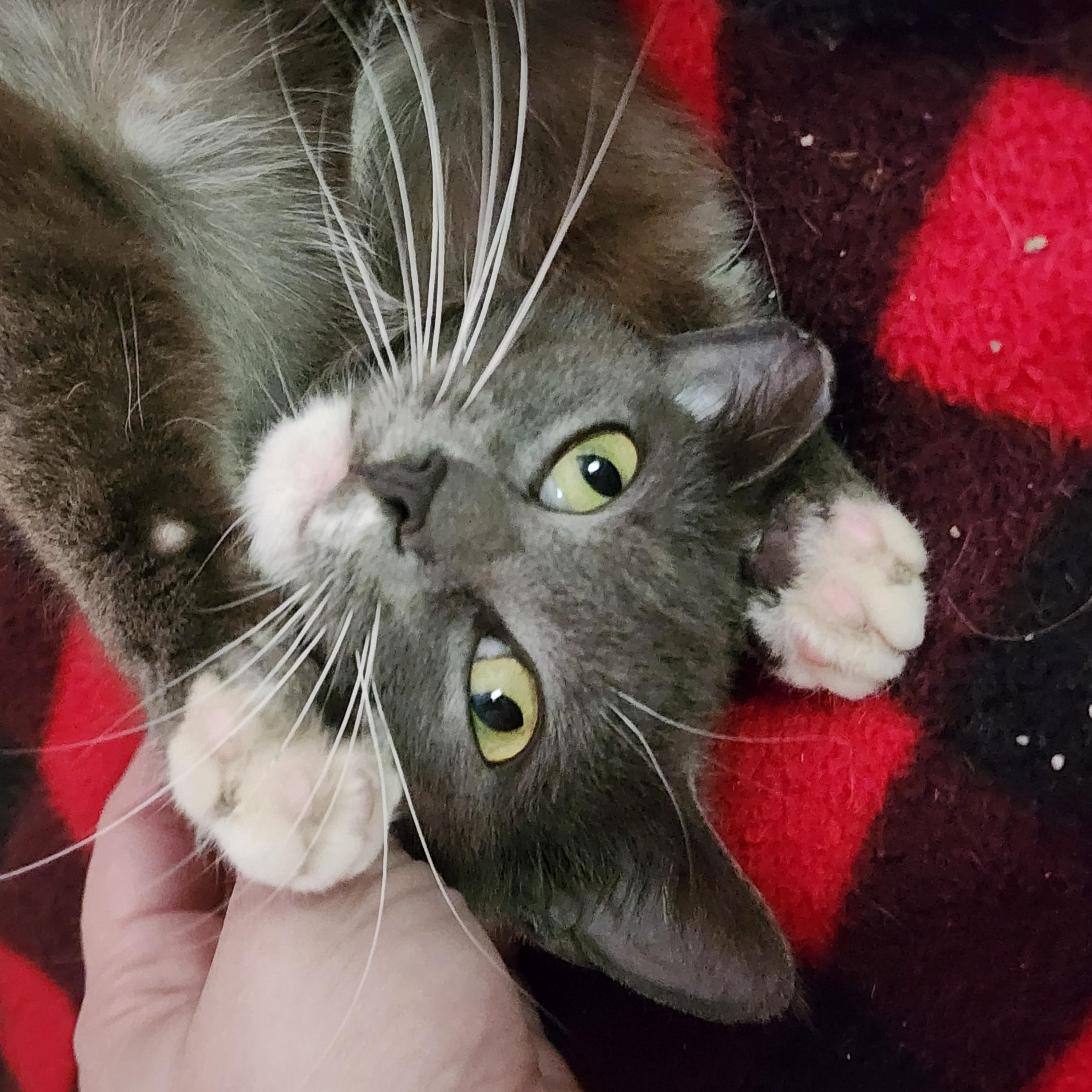 Sissy, Adoptable, Adult Female Domestic Short Hair.