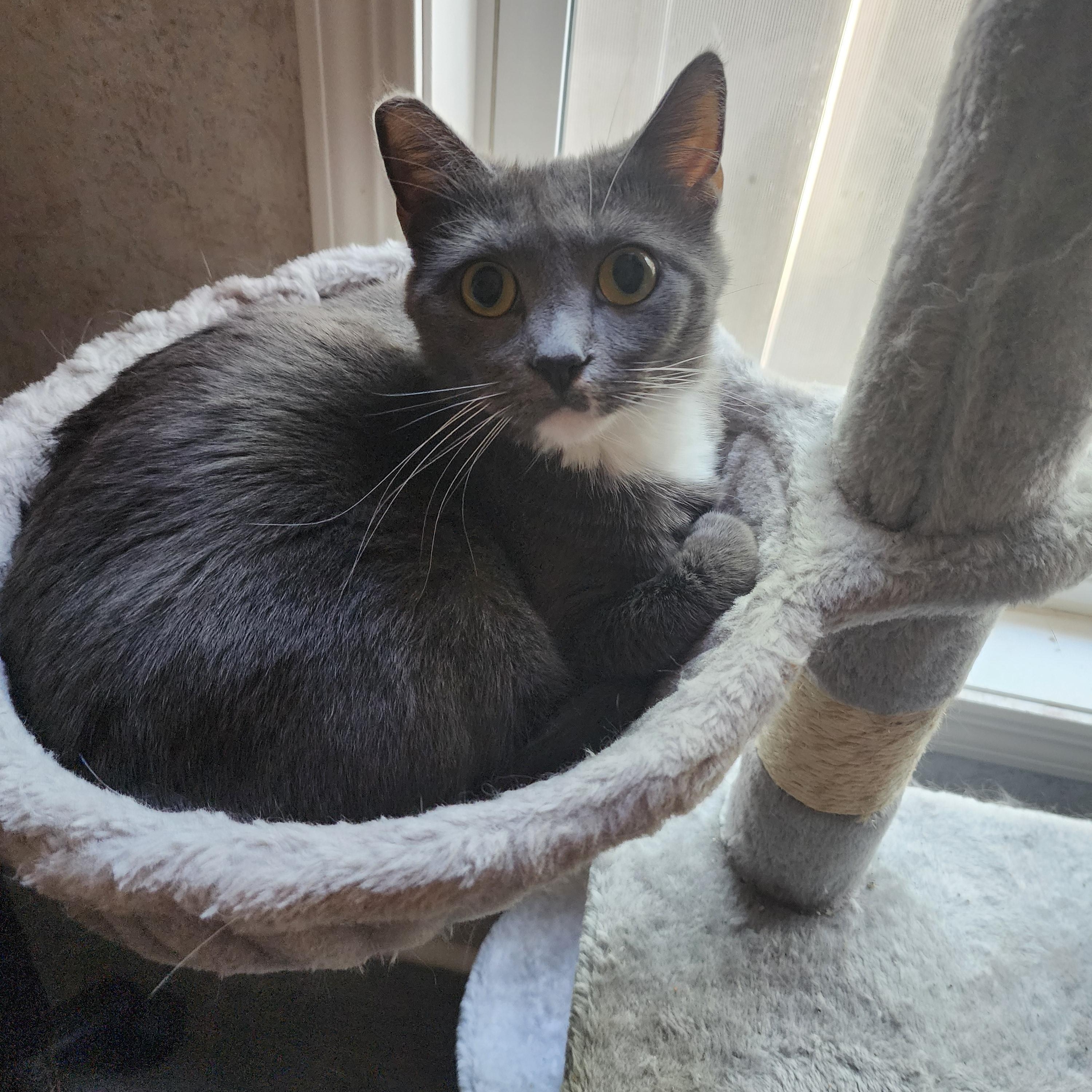 Enlarge Sissy, a Adoptable Domestic Short Hair in Hickory, NC image 1/6