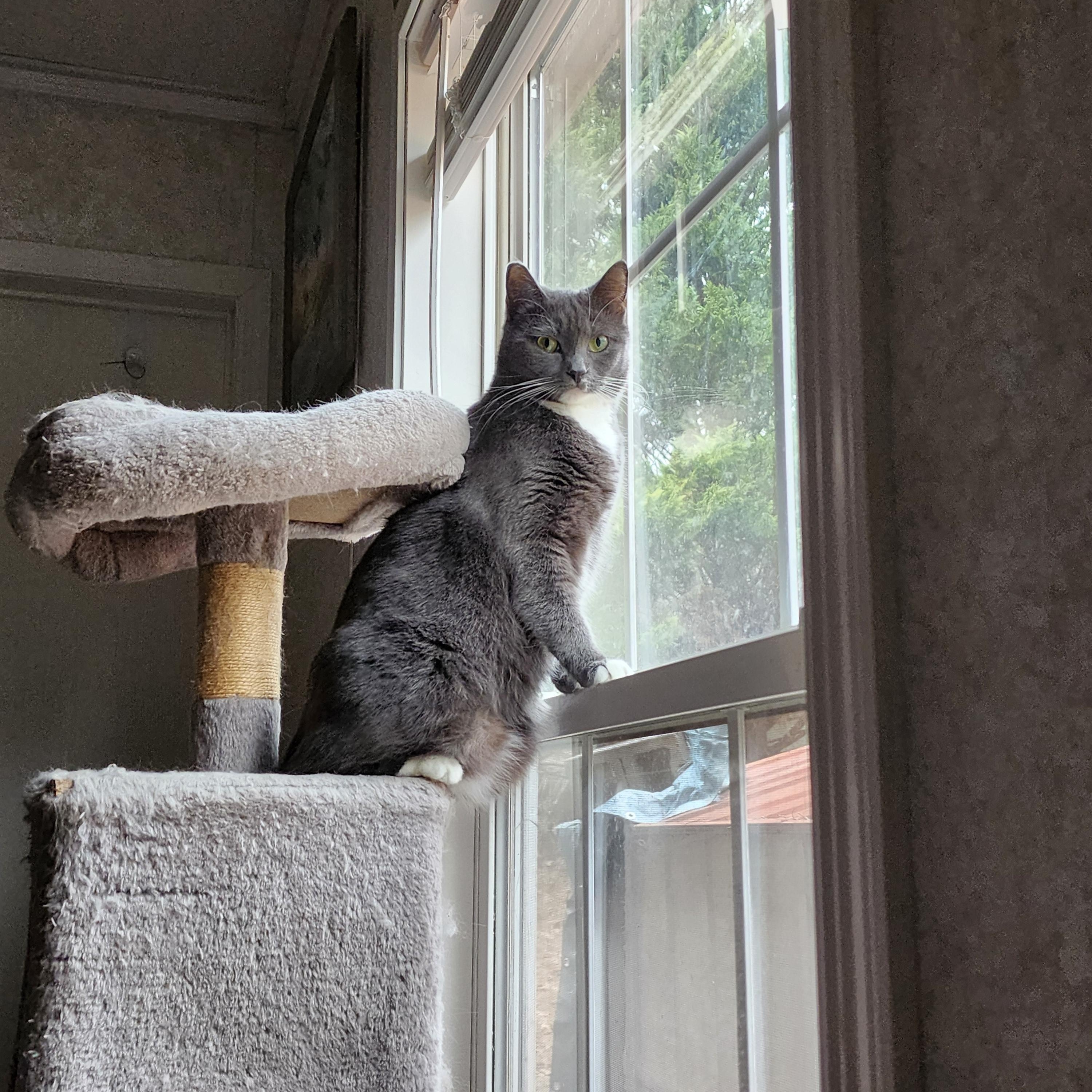 Enlarge Sissy, a Adoptable Domestic Short Hair in Hickory, NC image 5/6