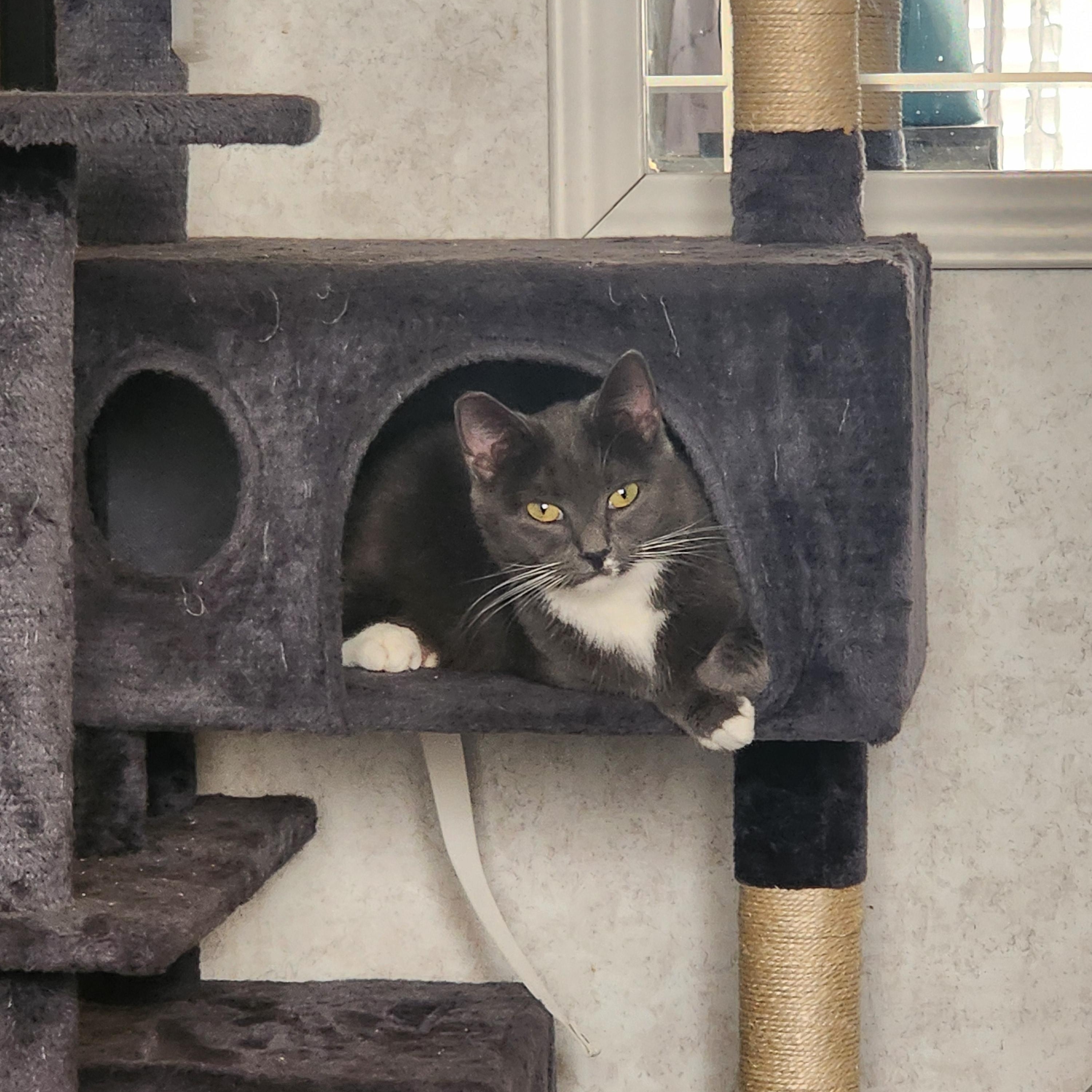 Sissy, a Adoptable Domestic Short Hair in Hickory, NC image 2/4