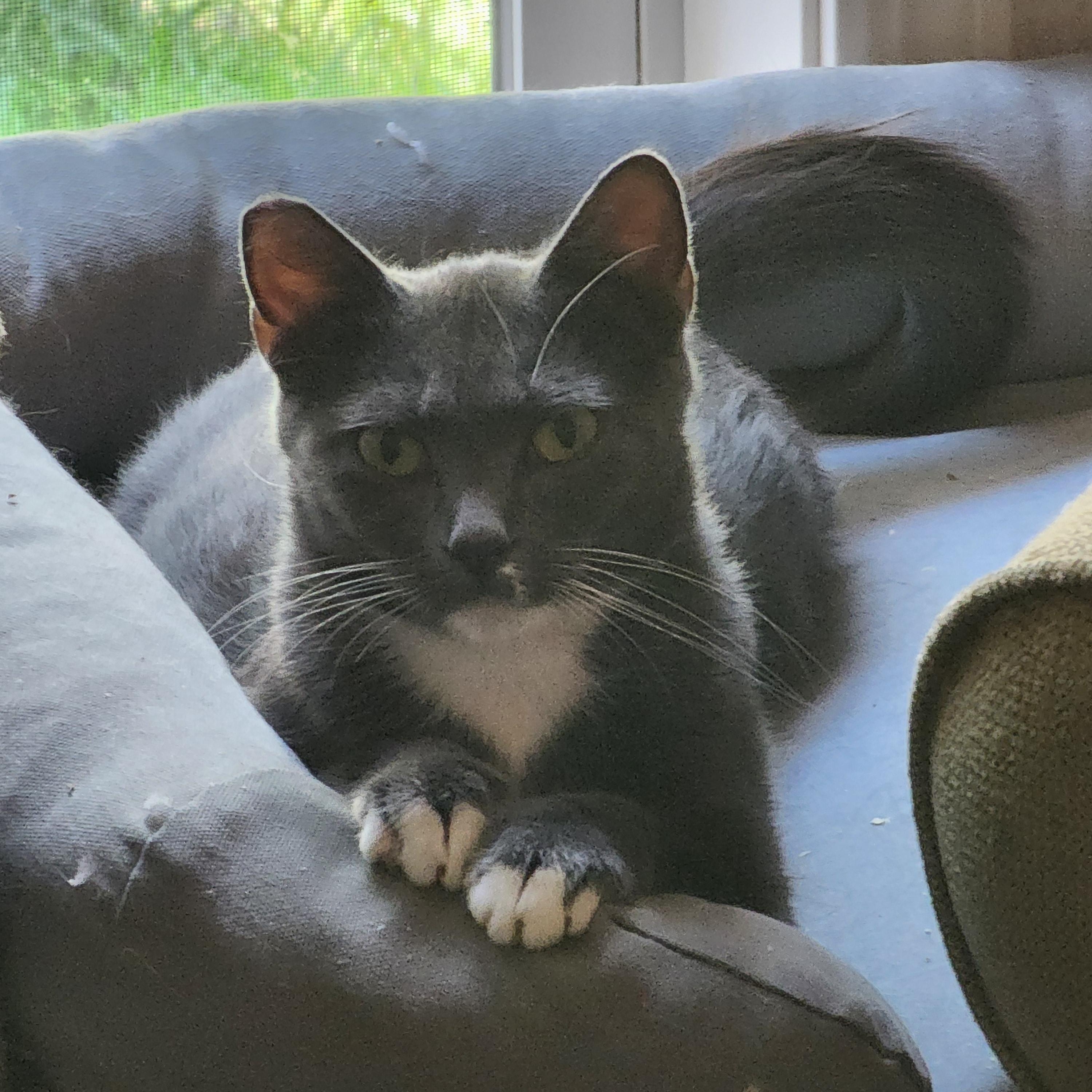 Sissy, a Adoptable Domestic Short Hair in Hickory, NC image 3/4