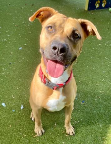 LENNOX, Adoptable, Adult Male Black Mouth Cur.