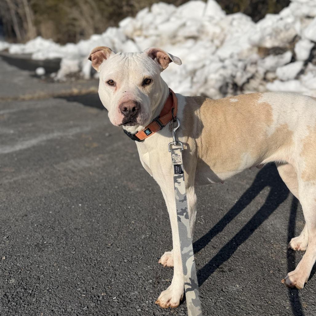 Princess, a Adoptable Pit Bull Terrier in Harrisonburg, VA image 1/6